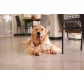Attack Pet Plus 20-40kg - Suplemento Cães